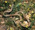 Coronella girondica DE: Girondische Schlingnatter UK: Southern Smooth Snake ES: Culebra lisa meridional IT: colubro di Riccioli CZ: u�ovka girondsk�